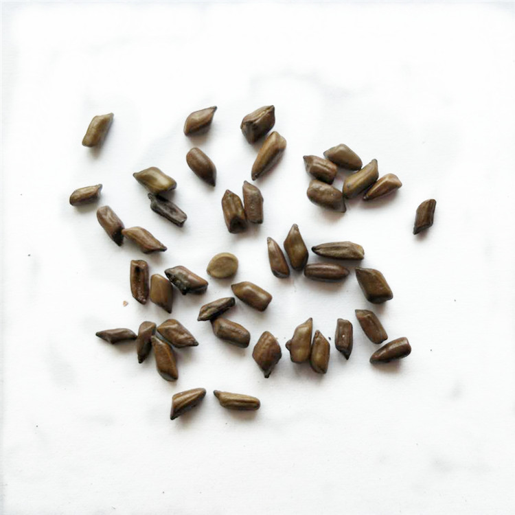 Fangyuan Large Grain Semen Cassia Flower Tea - Wholesale Pricing Available - Image 4