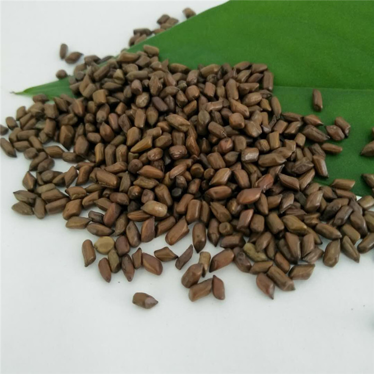Fangyuan Large Grain Semen Cassia Flower Tea - Wholesale Pricing Available - Image 2