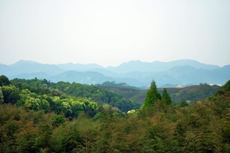 Anji Rare White Tea - 2019 Harvest (Before Rain) - Buy Now - Image 4