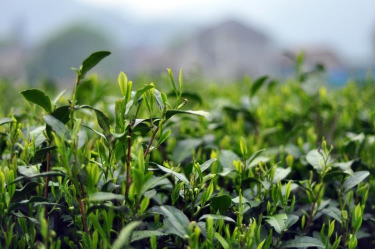 Anji Rare White Tea - 2019 Harvest (Before Rain) - Buy Now - Image 5