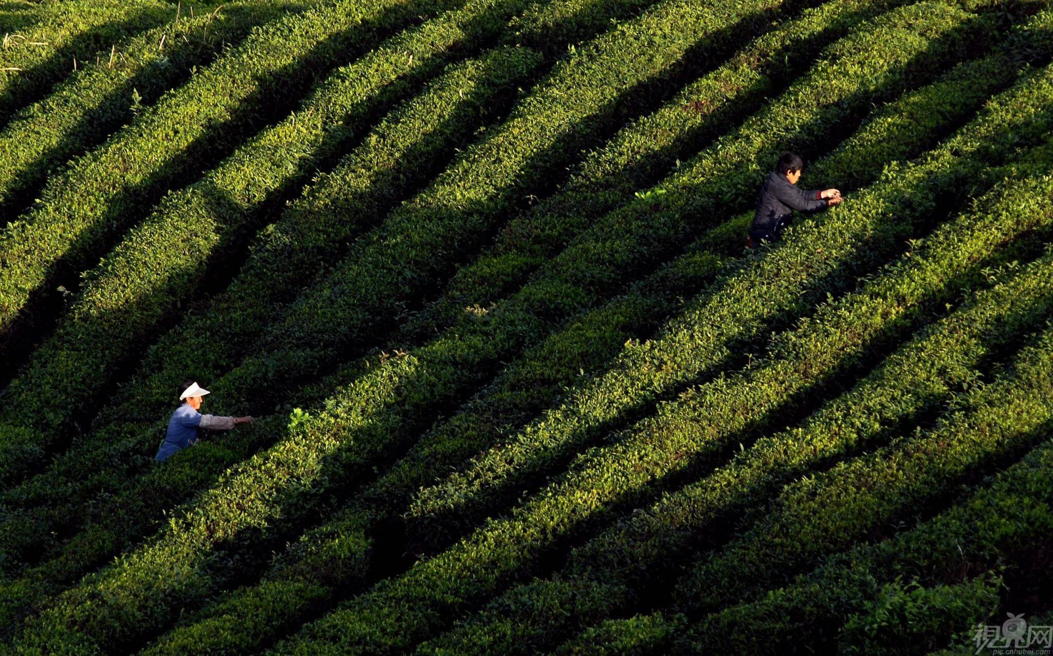 Jasmine Flower Tea - Fragrant and Delicious Beverage - Image 6