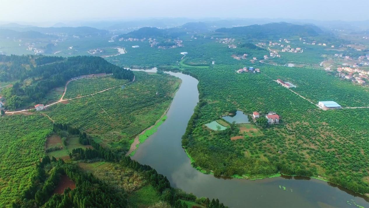 Lemon-Dried Scented Flower Tea Wholesale from Factory - Image 4