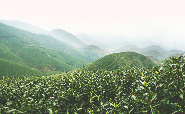 Authentic Qimen Black Tea from China | High-Quality Pine Leaf Cultivation - Image 5