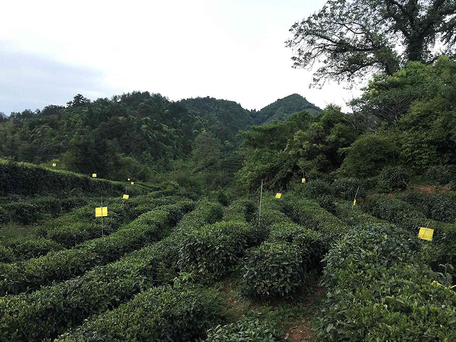 Authentic Qimen Black Tea from China | High-Quality Pine Leaf Cultivation - Image 4