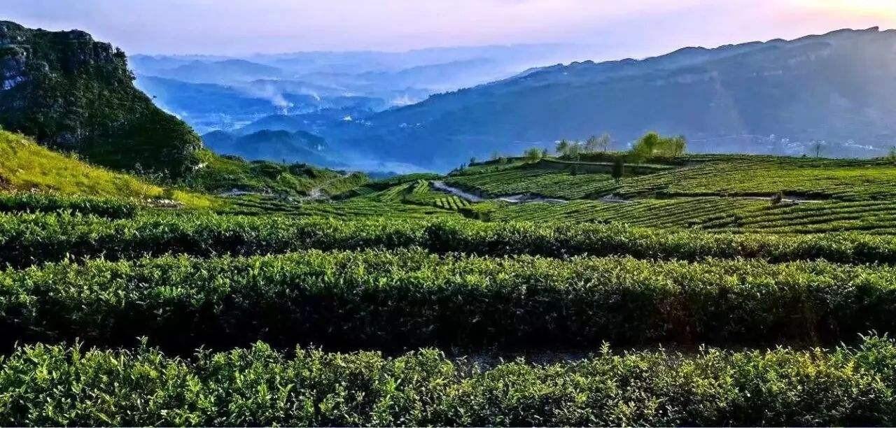 Fried Green Tea with Tender Buds - Alpine Sparrow Tongue New Tea (Pre-Qingming) - Image 5