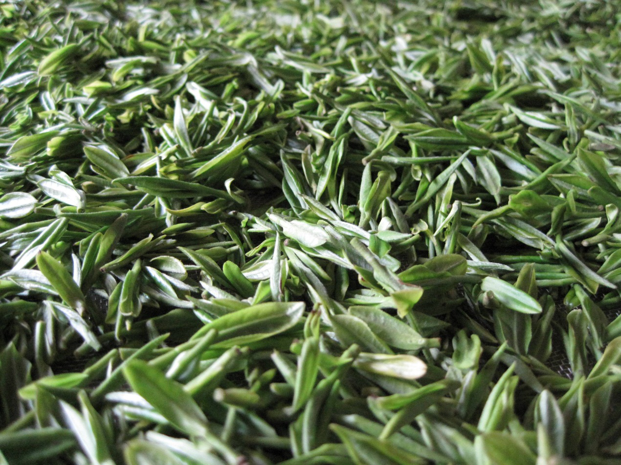 Fuding Shoumei Gongmei White Tea - Premium Old White Tea - Image 6