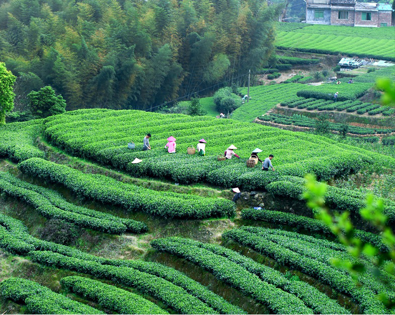 Super Level Old White Peony Cake - Fu Ding White Tea - Image 4