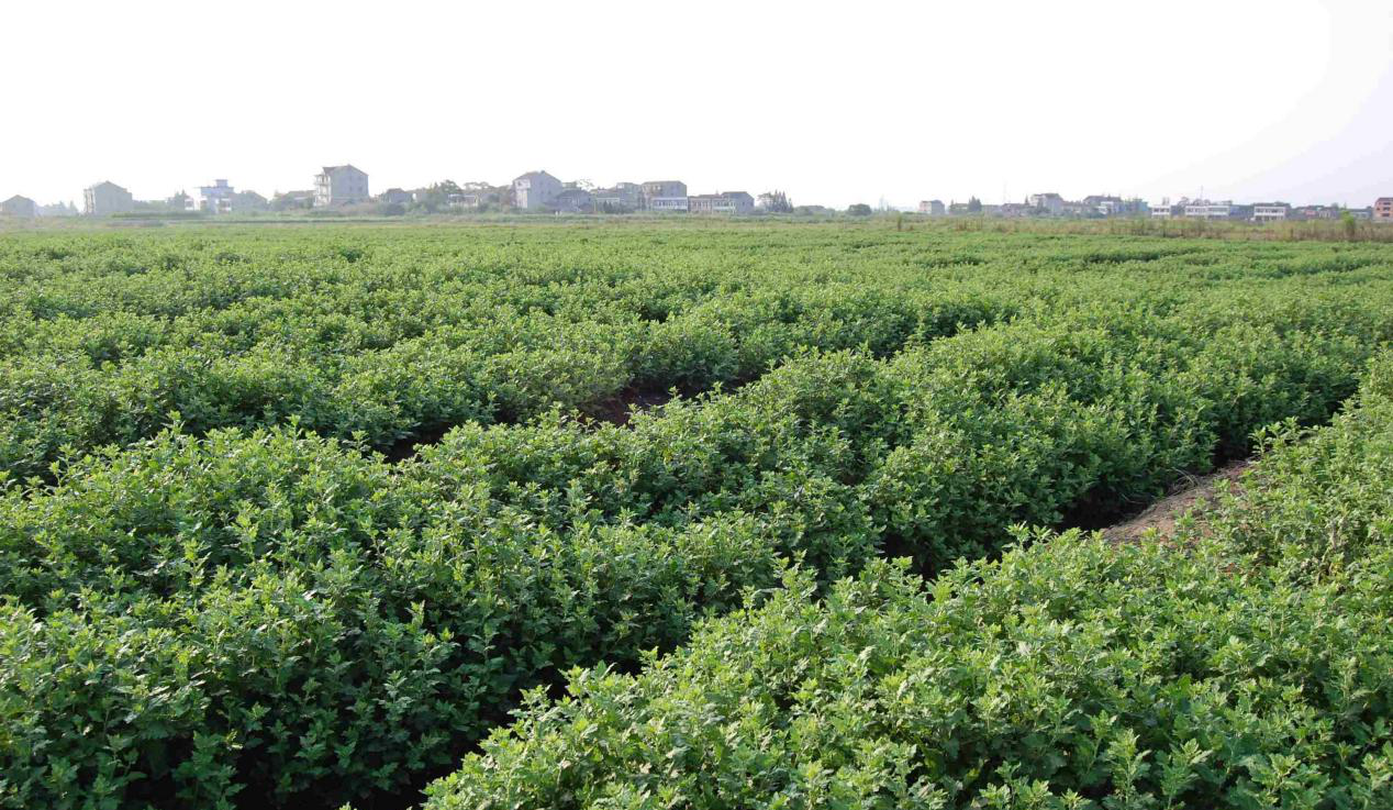 Chrysanthemum Flower Tea - Premium Quality Wholesale Leaves - Image 5